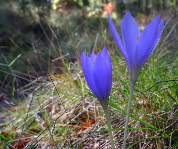 Ferienhaus Isatour - Casa Do Miradouro